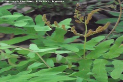Osmunda hilsenbergii